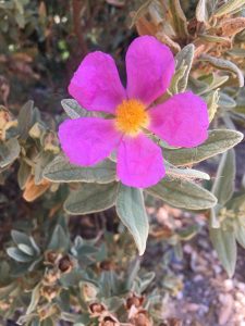 AACIC recibe 1.500 euros de las caminatas solidarias organizadas por Cromatic Sport