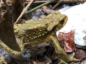 AACIC rep 1500 euros de les caminades solidàries de Cromatic Sport