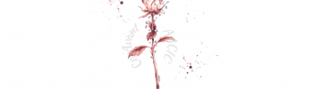 Il·lustració digital Rosa Cor amb frase - Sant Jordi 2022