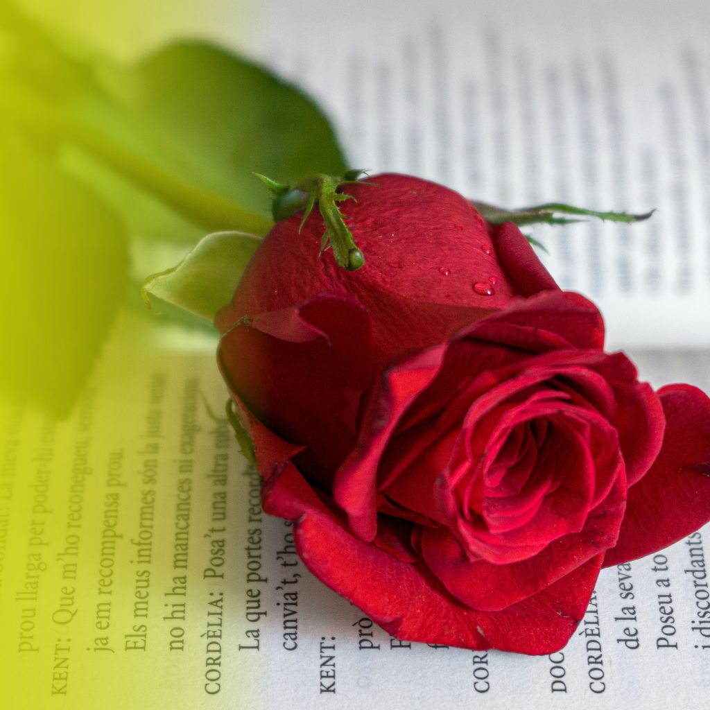 Viu un Sant Jordi solidari